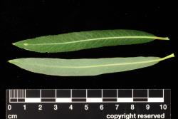 Salix purpurea. Pair of watershoot leaves.
 Image: D. Glenny © Landcare Research 2020 CC BY 4.0